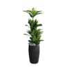Fake Plant with Black pot