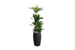 Fake Plant with Black pot