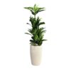 Fake Plant with White pot