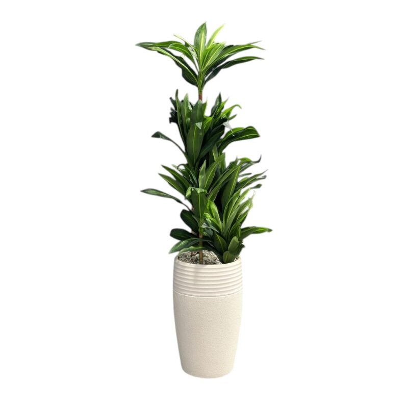 Fake Plant with White pot